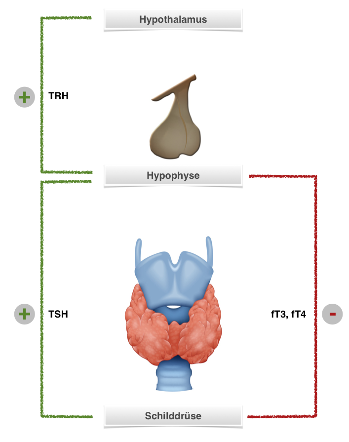 feedback der Schilddrüse