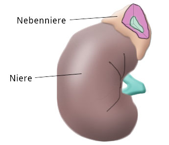 nebenniere