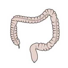 normal large bowel