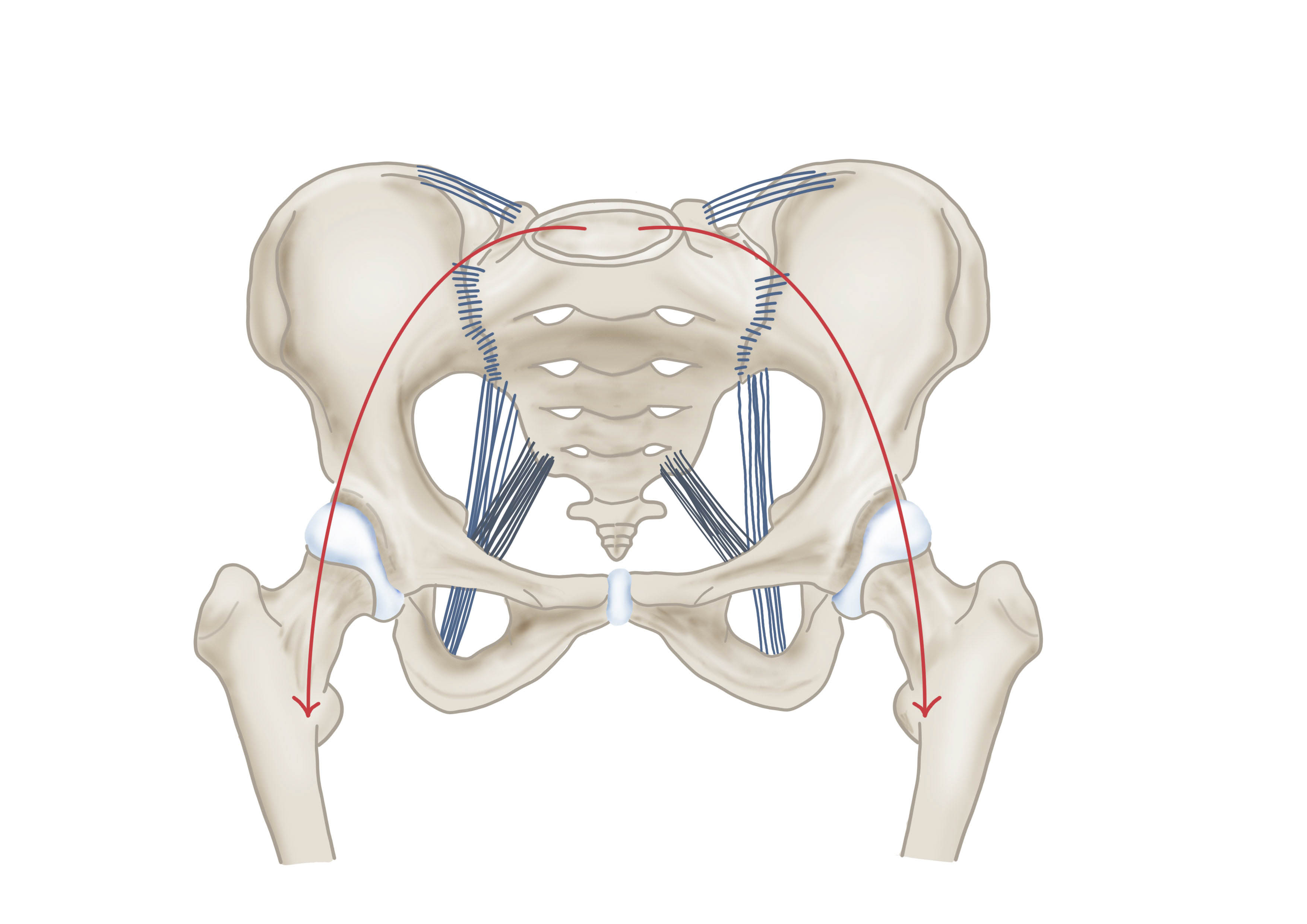 Anatomie Becken